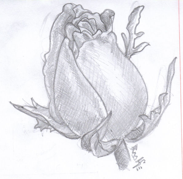 drawings of roses